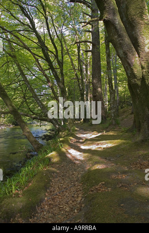 Riverine woodlands Glencoe near Fort William Scotland Stock Photo