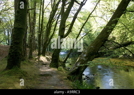 Riverine woodlands Glencoe near Fort William Scotland Stock Photo