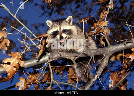 Raccoon (Procyon lotor) perched in a tree with aggressive response Stock Photo