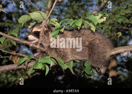 Raccoon (Procyon lotor) sleeping on a tree branches up in the tree, summer, Missouri, USA Stock Photo