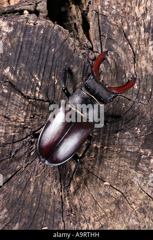 Male European stag beetle Lucanus cervus on log Stock Photo