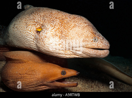 A Yellowmouth moray eel (Gymnothorax nudivomer) and a Mustache Conger eel (conger cinereus) together on the seabed. Stock Photo