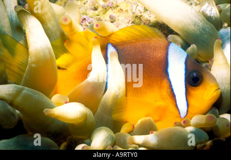 The Red Sea Clownfish (Amphiprion bicinctus) or Anemonefish aka Twoband Anemonefish nestled amongst an anemone. Stock Photo