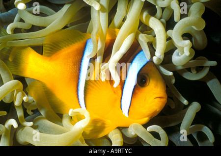 The Red Sea Clownfish (Amphiprion bicinctus) or Anemonefish aka Twoband Anemonefish nestled amongst an anemone. Stock Photo