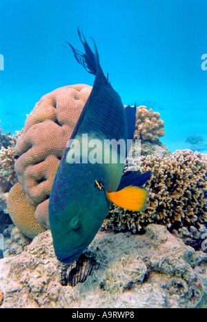 A Broomtail wrasse fish (cheilinus lunulatus) foraging on a coral reef against a blue background. Stock Photo