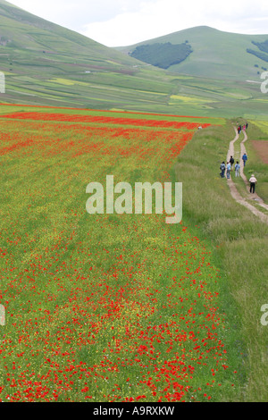 Walkers amongst a  wonderful display of poppies and many other  wildflowers on the Piano Grande , the Sibillini National Park Stock Photo
