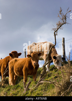 Cattle grazing on coastal pastures. South Devon, UK Stock Photo