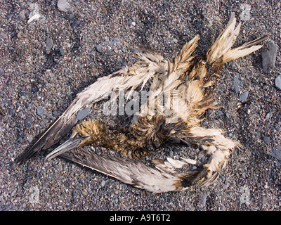 A dead and decomposing gannet with oil on its feathers washed up on a pebbly beach. South Devon, UK Stock Photo