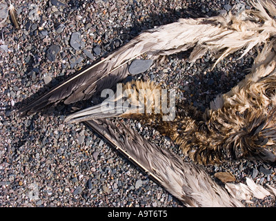 A dead gannet with oil on its feathers, washed up on a South Devon beach. UK Stock Photo