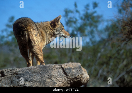 Coyote standing on rock. Stock Photo