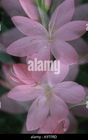 Schizostylis coccinea Jennifer, pink flower flowers garden plant plants  Kaffir Lily lillies Stock Photo - Alamy