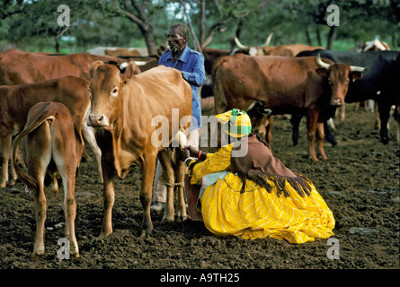 Herero Woman wearing traditional clothes and headdress milking a cow Herero women are the only woman permitted to milk cows in Botswana Stock Photo