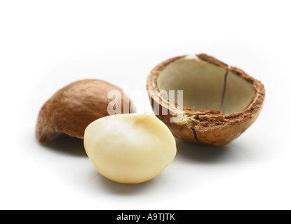 macadamia australian nut queensland nut Macadamia integrifolia shelled nut Stock Photo