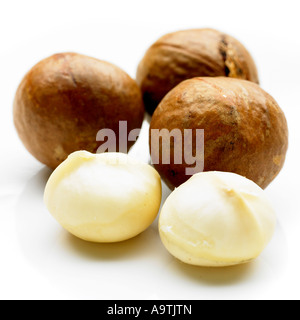 macadamia australian nut queensland nut Macadamia integrifolia shelled nut Stock Photo