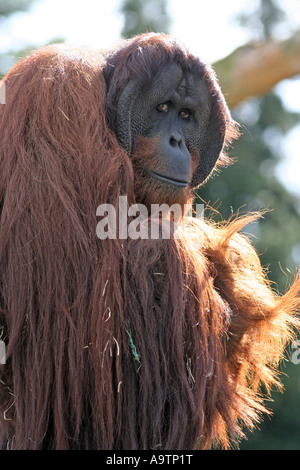 Male Sumatran Orangutan Stock Photo