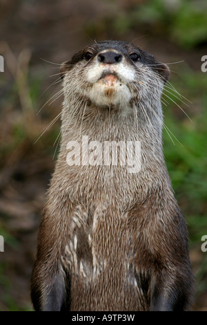 Asian short clawed otter Stock Photo