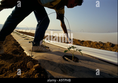 'JERICHO', VEGETABLE FARMING FORMS A MAJOR PART OF THE ECONOMY OF JERICHO. SPECIAL TECHNIQUES HAVE TO BE USED TO PROTECT & NURTURE CROPS IN THE SEARING SUMMER HEAT. THESE COTTON CANOPIES PROTECT THE YOUNG TOMATO PLANTS FROM THE SUN & INSECTS WHILE FINE PLASTIC PIPING CARRIES WATER TO THE ROOTS OF EACH PLANT. THESE FARMS ARE OWNED & RUN BY PALESTINIANS, 1993 Stock Photo