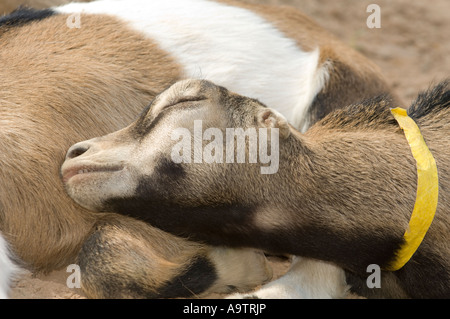 Two young female LaMancha goats lying down together Stock Photo