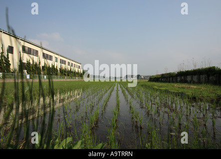 Rice paddy in Nagareyama City, Chiba Prefecture, Japan. Stock Photo