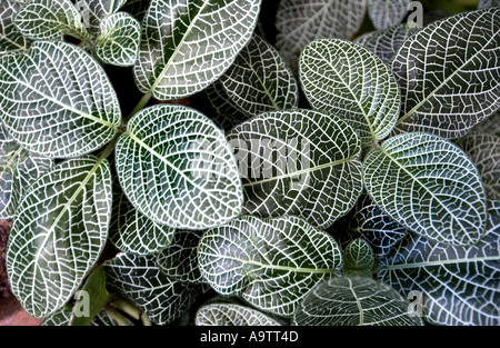 Fittonia albivenis plants at the Royal Botanical Gardens Peradeniya near Kandy Sri Lanka Stock Photo