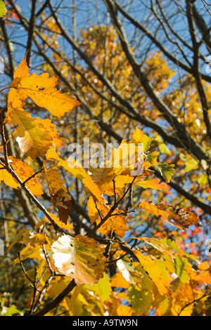 USA, Massachusetts, New England Fall (Detail) Stock Photo