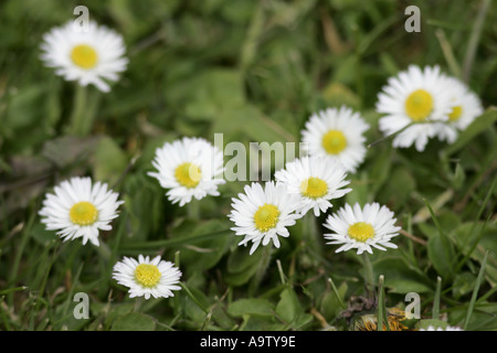daisies daisy county antrim northern ireland Bellis perennis Stock Photo