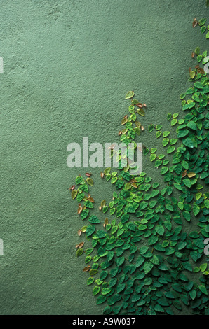 CLIMBING PLANT on wall Costa Rica Stock Photo