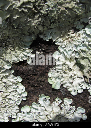 Foliose lichen squamulose on basalt. Sinhangad, Pune, Maharashtra, India. Stock Photo