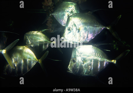 Silver fish is swimming in aquarium in blue water Stock Photo - Alamy