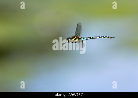 Migrant Hawker Aeshna mixta In Flight with nice defuse background willington gravel pits bedfordshire Stock Photo