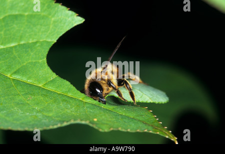 Leaf Cutter Bee cutting section from leaf potton bedfordshire Stock Photo