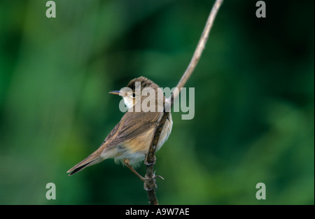 Reed warbler  (Acrocephalus scirpaceus) sitting on reed welney norfolk Stock Photo