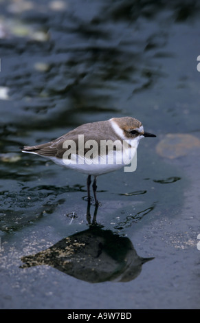 Juvenile Little Ringed Plover Charadrius dubius standing in water with reflection Stock Photo