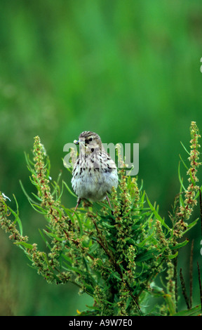 Meadow pipit Anthus pratensis with food for young welney norfolk Stock Photo