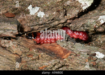 Goat Moth Cossus cossus Larvae on bark potton bedfordshire Stock Photo