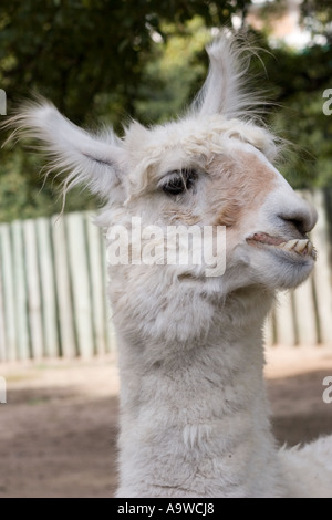 Portrait of a llama with goofy teeth Stock Photo
