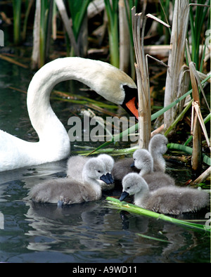 Mute swan family; cygnus olor Stock Photo