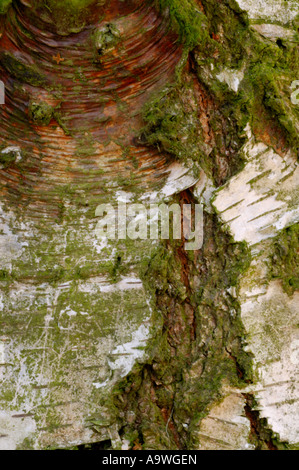 Close up study of Silver Birch tree Lee Valley Park March 2007 Stock Photo