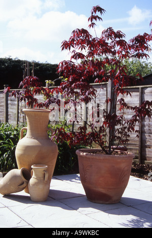 HORTICULTURE ACER ATROPURPUREUM MAPLE Stock Photo