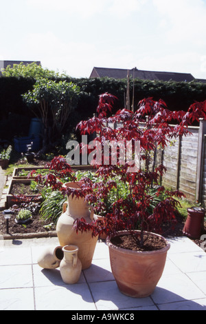 HORTICULTURE ACER ATROPURPUREUM MAPLE Stock Photo