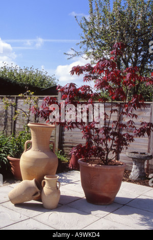 HORTICULTURE ACER PALMATUM ATROPURPUREUM MAPLE Stock Photo