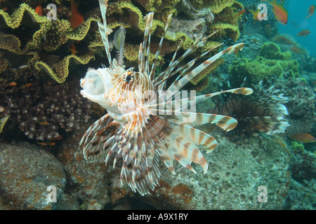 Common lionfish Pterois miles Stock Photo