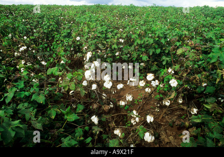 Rolandia, Parana State, Brazil. Field of cotton (Gossypium sp). Stock Photo