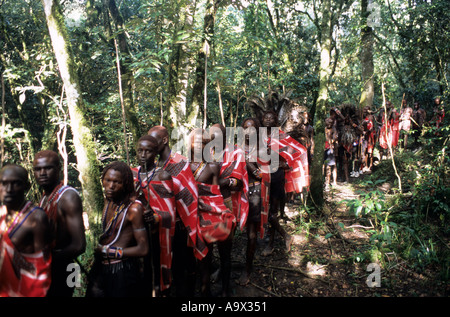 Lolgorian, Kenya. Siria Maasai; Eunoto ceremony; line of moran in the forest collecting white ochre for body paint. Stock Photo