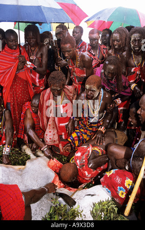 Lolgorian, Kenya. Siria Maasai; Eunoto ceremony; moran drinking the blood of the sacrificed bull. Stock Photo