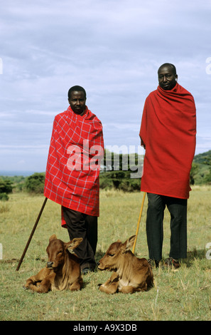 Lolgorian, Kenya. Two Siria Maasai men with two brown calves. Stock Photo