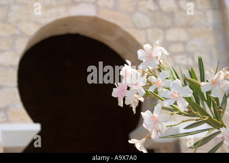 Madinat Al Zahra aka Medina Azahara Cordoba Province Spain Blossom outside Hall of Abd Al Rahman III Stock Photo