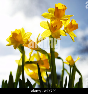 Daffodil Genus Narcissus Cultivar February Gold garden colour spring Stock Photo