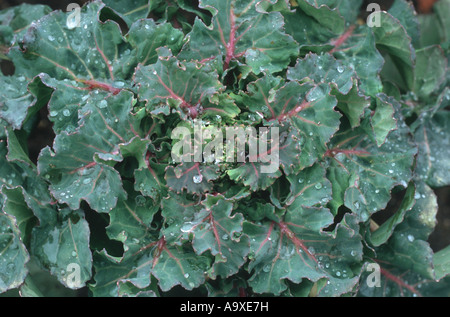 wild cabbage (Brassica oleracea var. oleracea), leaves Stock Photo