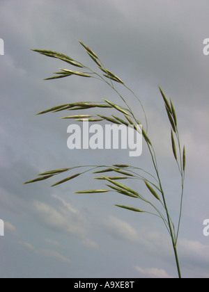 hungarian brome, smooth brome grass (Bromus inermis), inflorescence (panicle) against clouded sky, Germany, North Rhine-Westpha Stock Photo